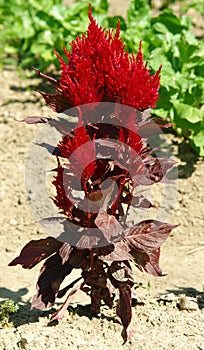 Celosia Argentea - Cockscomb photo