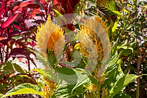 Celosia argentea cockscomb ice cream