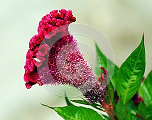 Celosia argentea f. cristata
