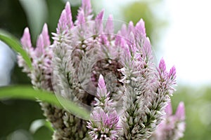 Celosia argentea flower