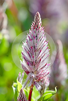 Celosia argentea flower