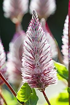 Celosia argentea flower
