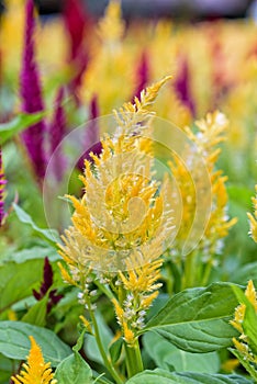 Celosia Argentea flower
