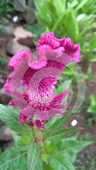Celosia argentea flower which has a very beautiful purple color grows in the yard of the house
