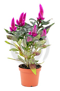 Celosia argentea. photo