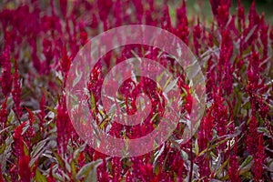 Celosia argentea in garden.A long red inflorescence