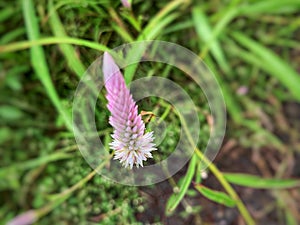 Celosia Argentea, Kurdu, Amaranthaceae, A widespread weed.