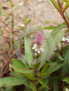 Celosia Argentea, Kurdu, Amaranthaceae, A widespread weed, Cock Comb flower picturered flower