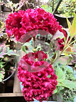 Celosia Argentea L.