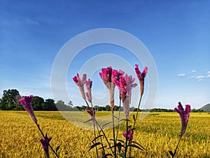 Celosia argentea L. or Abanico in Pota, Flores, NTT, Indonesia photo