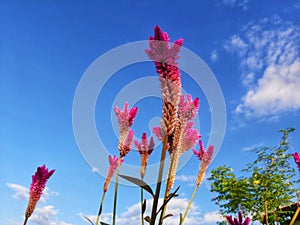 Celosia argentea L. or Abanico in Pota, Flores, NTT, Indonesia photo