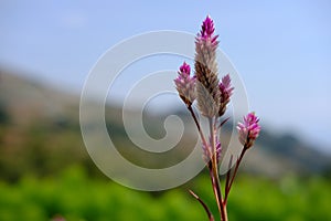 Celosia argentea L. flower with dreamy background