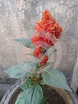celosia argentea plant