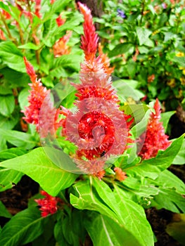 Celosia argentea, Red Flowers against green leaves