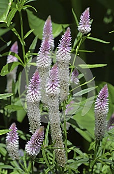 Celosia argentea spicata