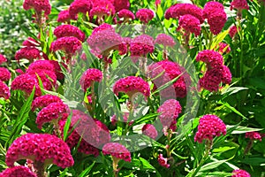 Celosia argentea var. Cristata, Cockscomb, Chinese Wool Flower bloom in the garden