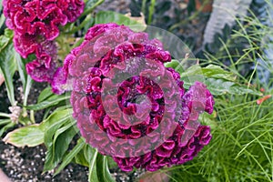 Celosia Argentea Var Cristata flower