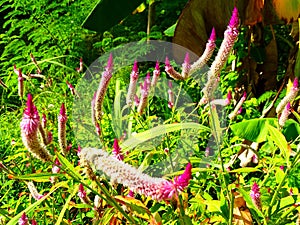 Celosia cristata, commonly known as Cockscomb Celosia