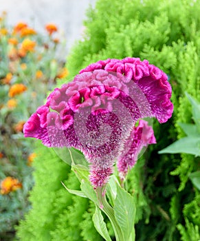 Celosia cristata, genus Celosia, commonly known as cockscomb