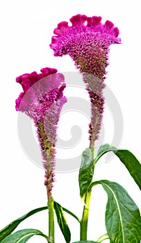 Celosia cristata, genus Celosia, commonly known as cockscomb