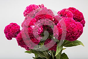 Celosia Cristata known as Cockscomb photo