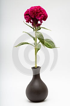 Celosia Cristata known as Cockscomb or Terciopelo in vase photo