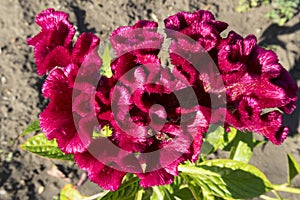 Celosia cristata red flower on a summer day. photo