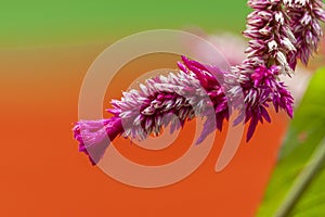 Celosia Flamingo Flower Seeds on the tree