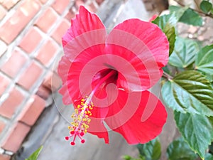 Celosia flower close-up on a brickwork background