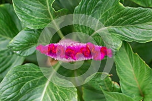 Celosia flower in garden. Close up of pink cockscomb flower