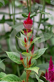 Celosia flower in garden. Close up of pink cockscomb flower