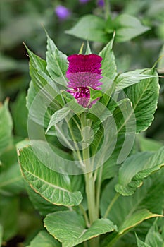 Celosia flower in garden. Close up of pink cockscomb flower