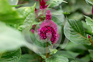 Celosia flower in garden. Close up of pink cockscomb flower