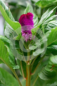 Celosia flower in garden. Close up of pink cockscomb flower