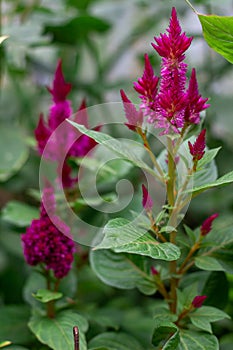 Celosia flower in garden. Close up of pink cockscomb flower