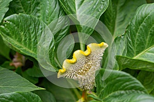 Celosia flower in garden. Close up of yellow cockscomb flower