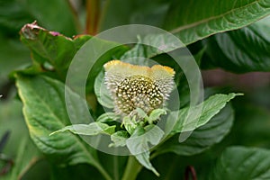 Celosia flower in garden. Close up of yellow cockscomb flower