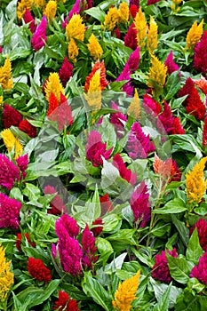 Celosia flowers