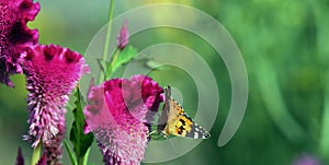 Celosia flowers with butterfly. photo