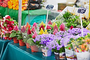 Celosia flowers on farmer market in Paris, France