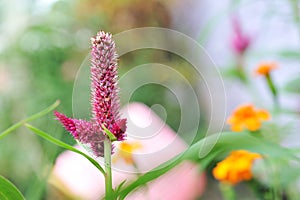 Celosia flowers with natural light on summer