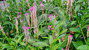 Celosia flowers are planted in front of residents' houses