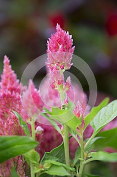 Celosia - Glorious Pink