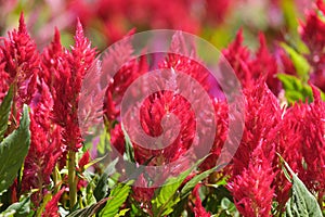 Celosia paniculata or feathery Feuerfeder