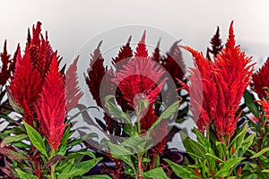 Celosia plant, red feathery amaranth