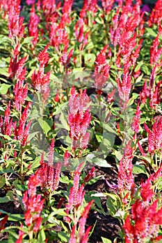 Celosia, Plumed celosia, Wool flower, Red fox