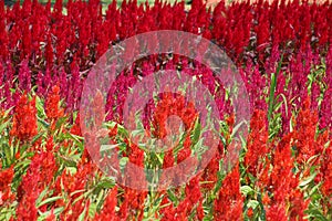 Celosia, Plumed celosia, Wool flower, Red fox