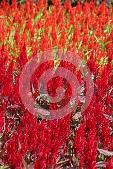 Celosia, Plumed celosia, Wool flower, Red fox