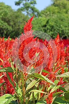 Celosia, Plumed celosia, Wool flower, Red fox