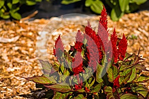 Celosia plumosa or Cockscomb